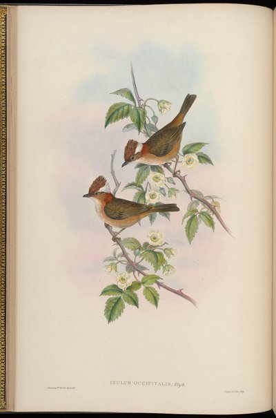 Ixulus occipitalis = Yuhina bakeri - John Gould